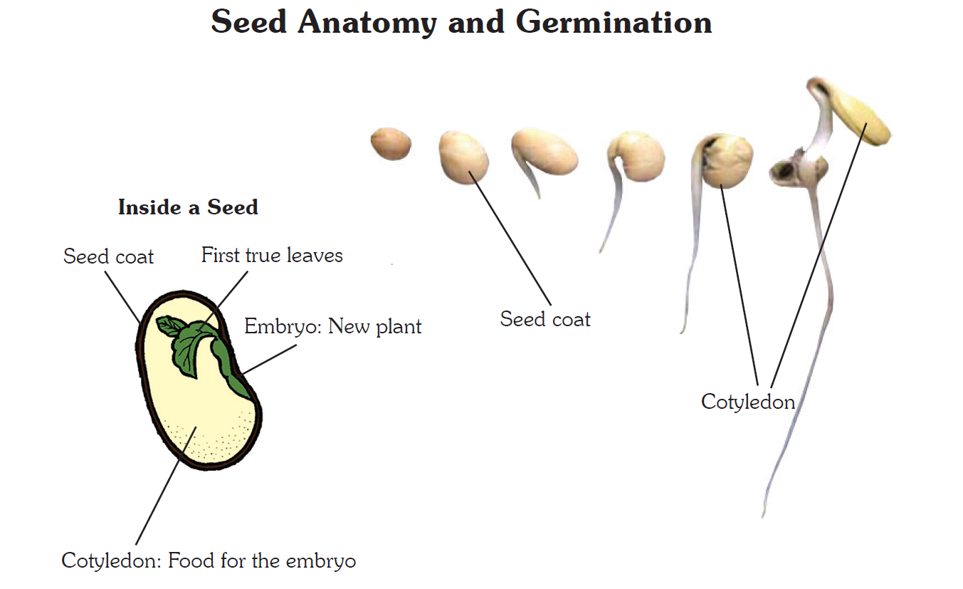 Sprouting Success | Wisconsin Agriculture in the Classroom