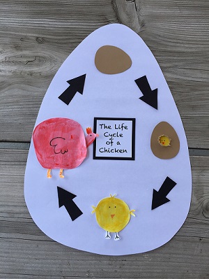 life cycle of a chicken craft