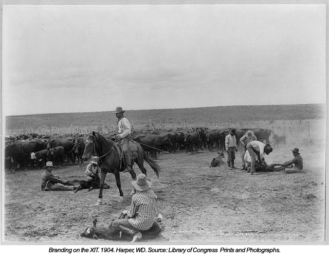 Decoding the Range: The Secret Language of Cattle Branding