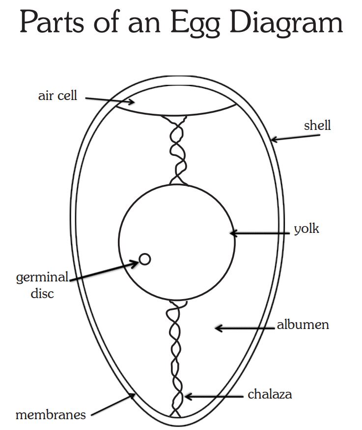 Parts Of An Egg Worksheet