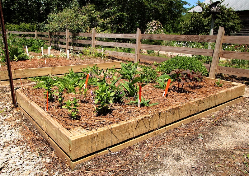 raised bed vegetable garden