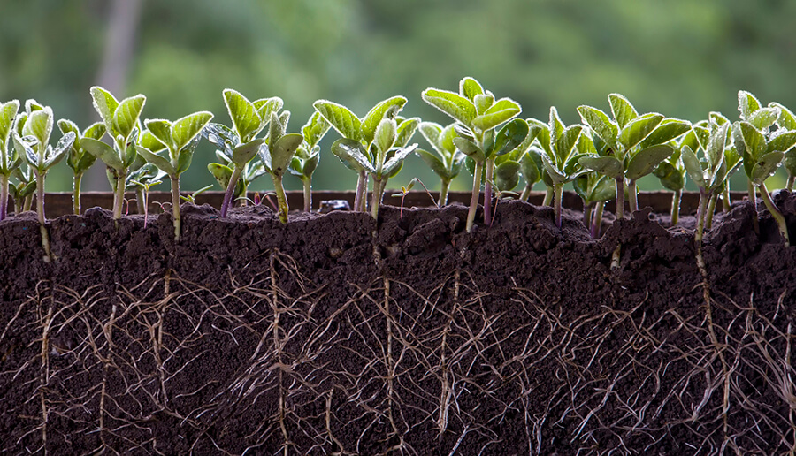 Minnesota Roots Plant Tops and Bottoms – Curriculum Matrix | Minnesota Agriculture in ...