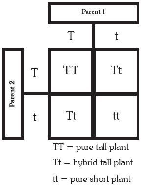 hybrid punnett square