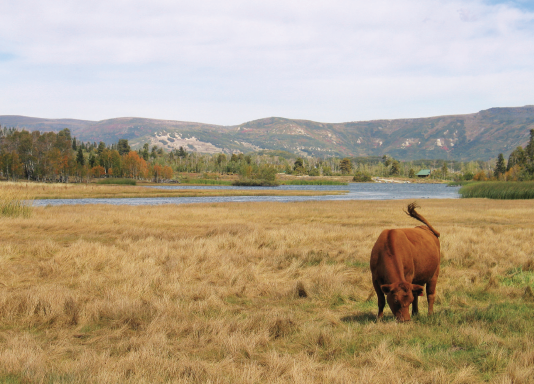 cow eating grass