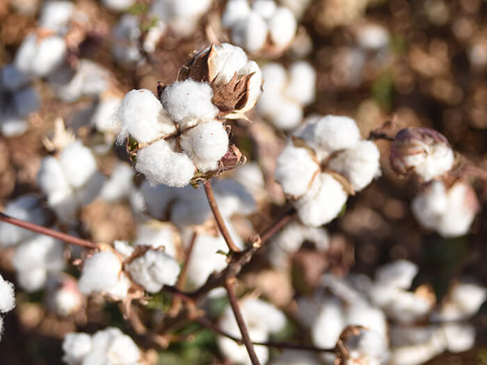 Arizona cotton ready to harvest (Paul/AdobeStock)