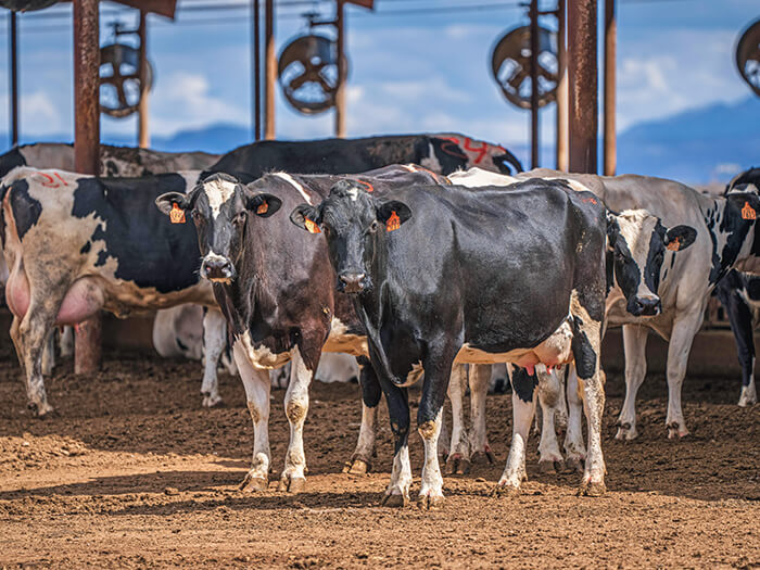 Arizona dairy (Mark Stebnicki/Pexels)