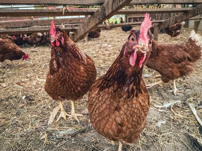 Layer chickens in Massachusetts (usdagov/Flickr)