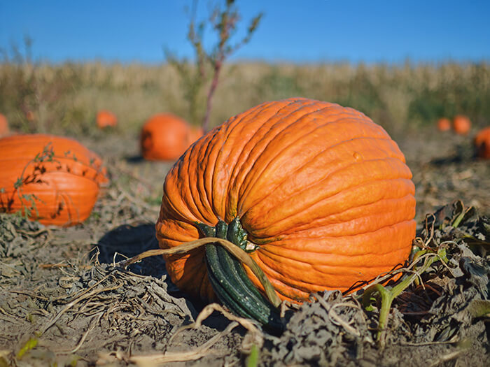 Pumpkins growing in Illinois (Michael Kappel/Flickr)