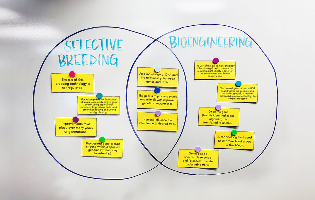 Venn diagram showing differences and similarities of selective breeding and bioengineering.