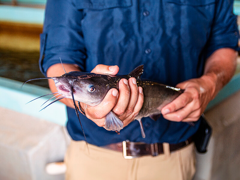 person holding a catfish