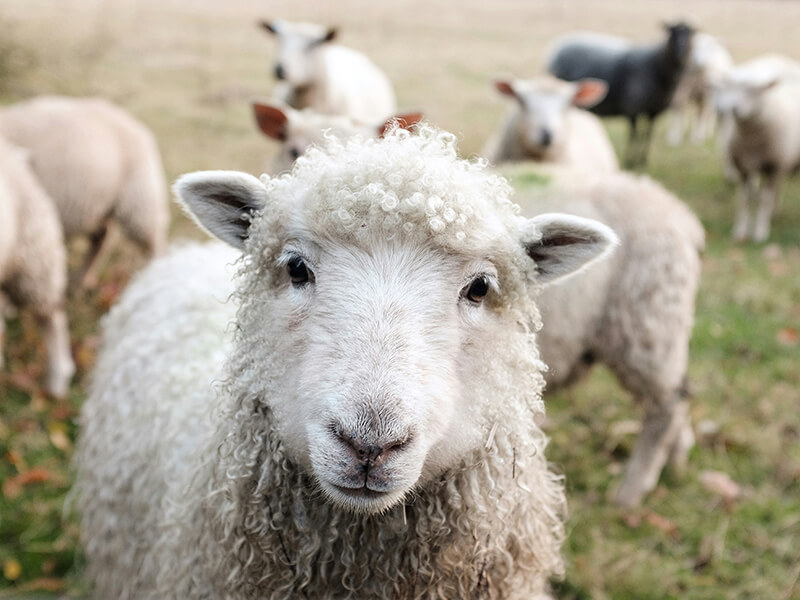 sheep in a pasture