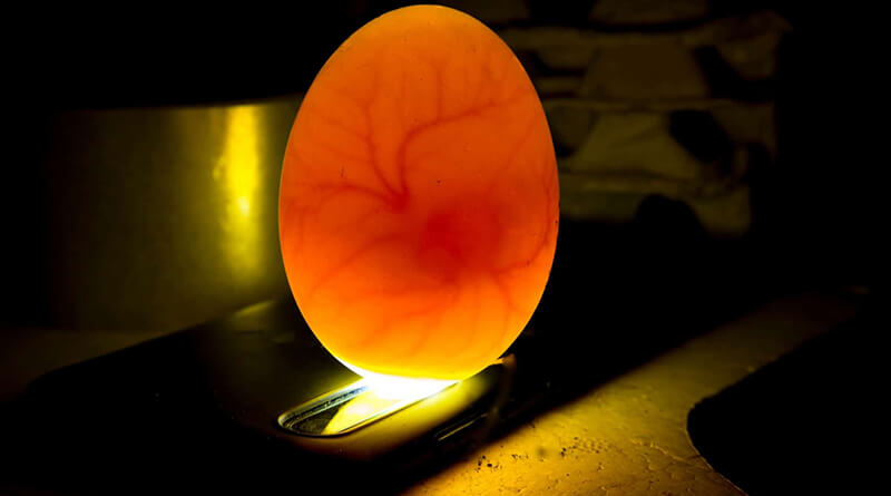 light shining through translucent eggshell showing developing chicken embryo