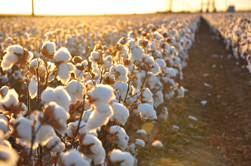 Prospect of delayed cotton sowing unnerves farmers - Business