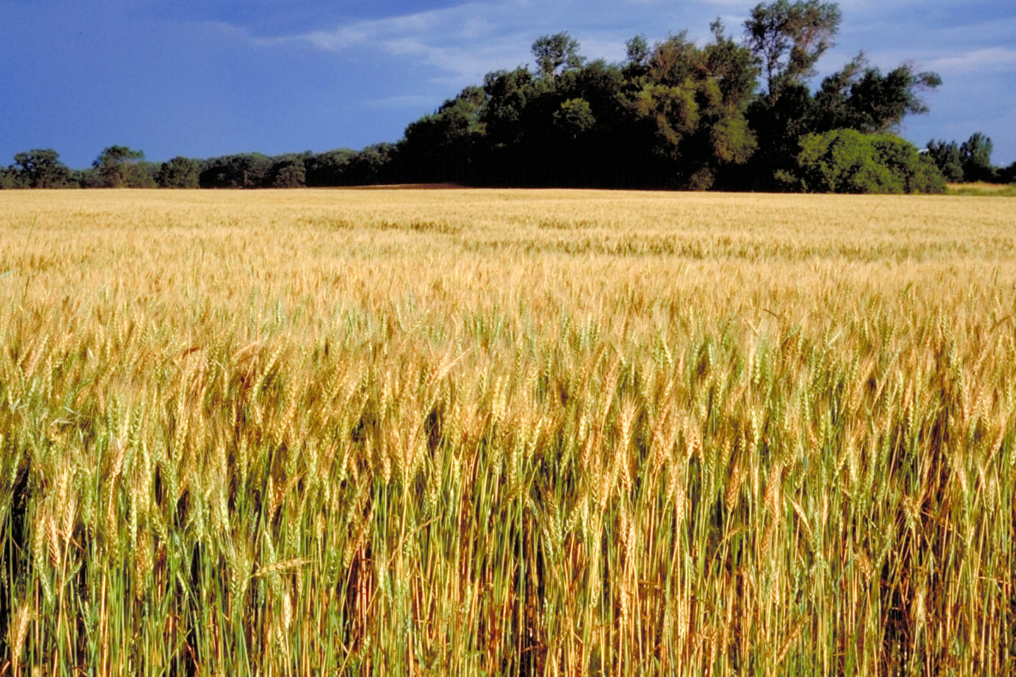 Level 10 Field of Wheat