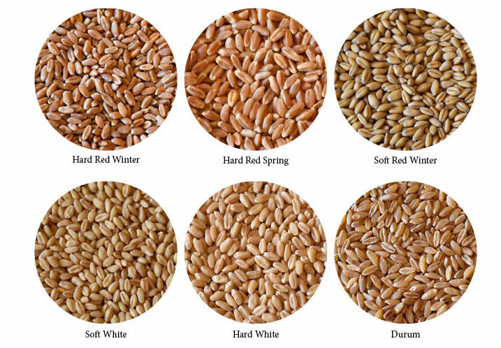 wheat-germ-dna