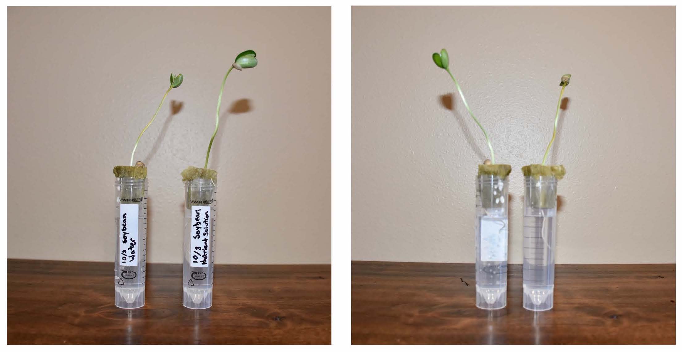 Test Tube Hydroponics  National Agriculture in the Classroom