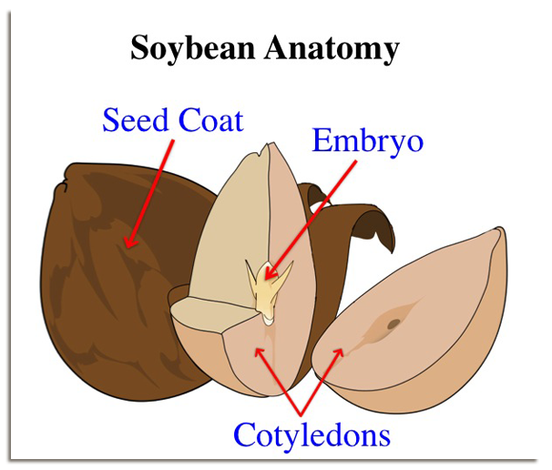 bean seed structure