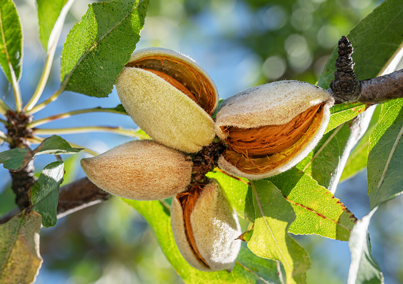 Science and Poetry with Almonds – Curriculum Matrix | Maryland ...