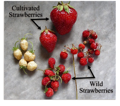 Genetically Modified Organisms Strawberry