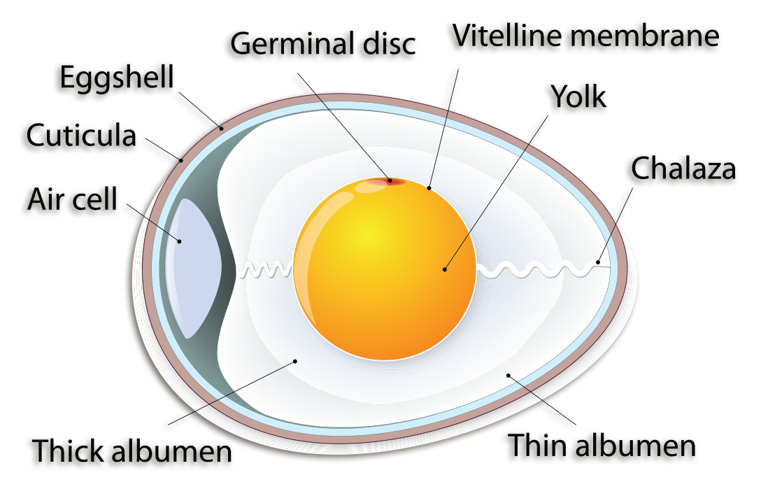 foodmaster-middle-eggs