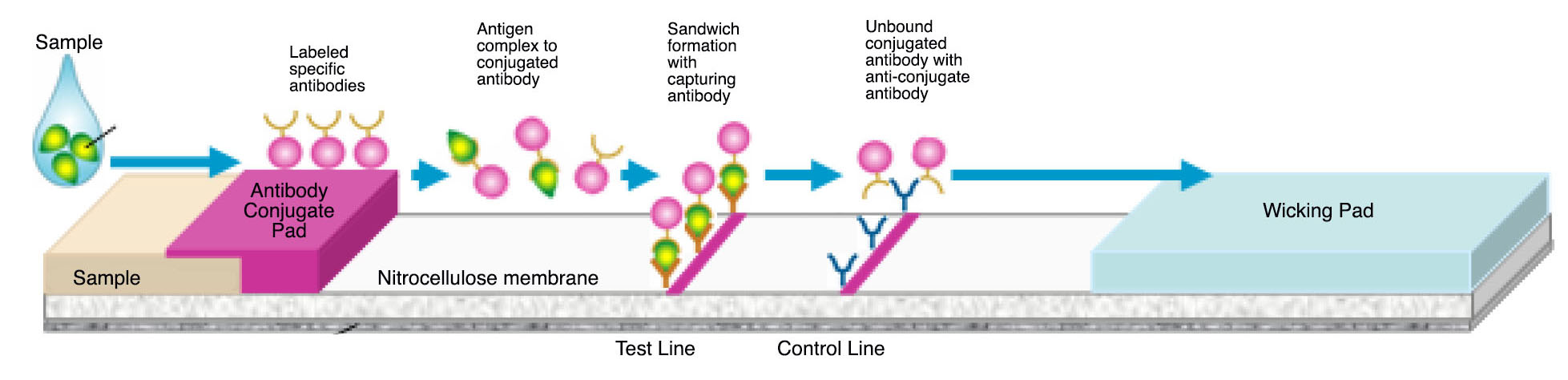 genetically modified soybeans process