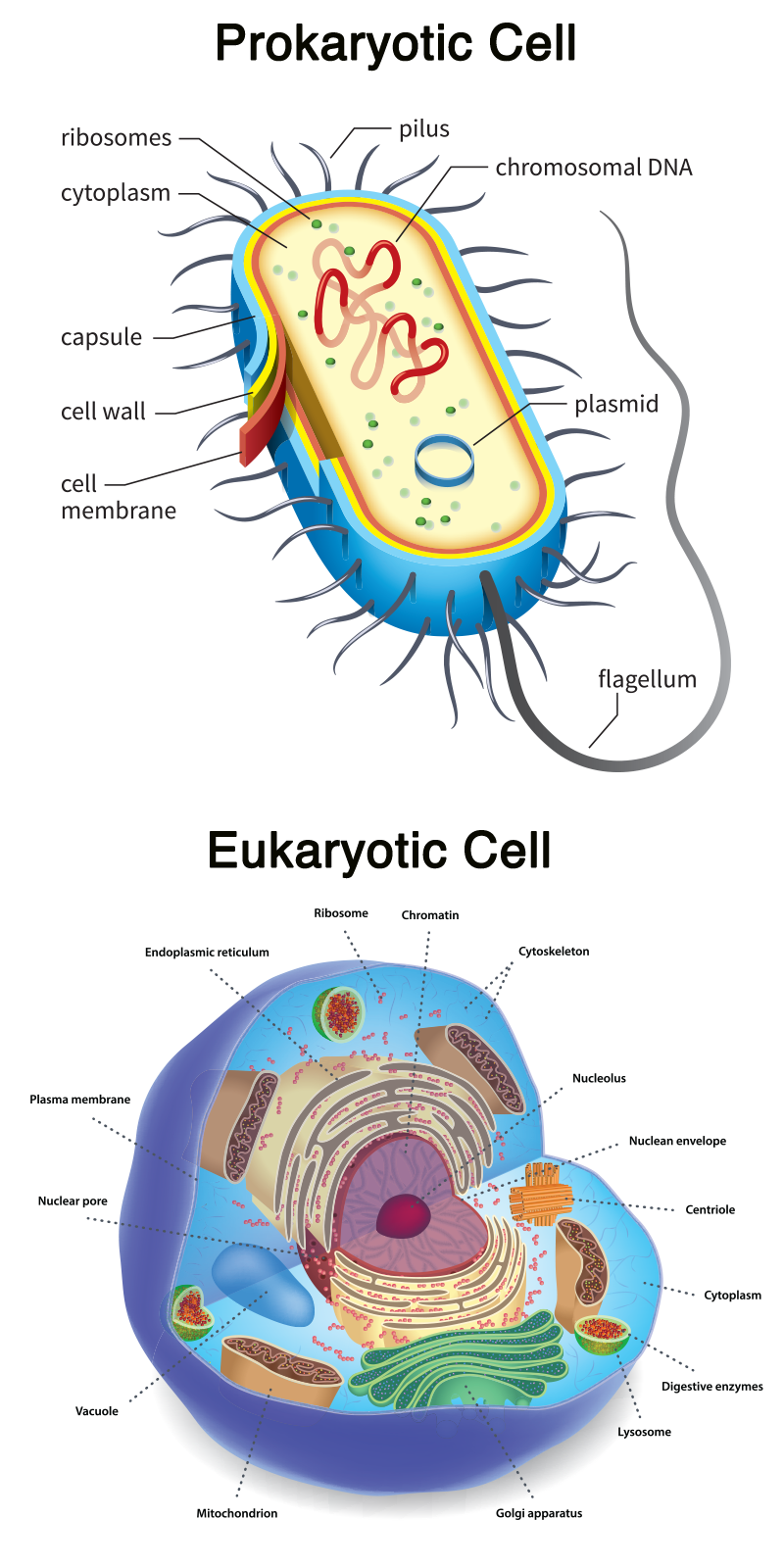 chromosomes in plant cells location