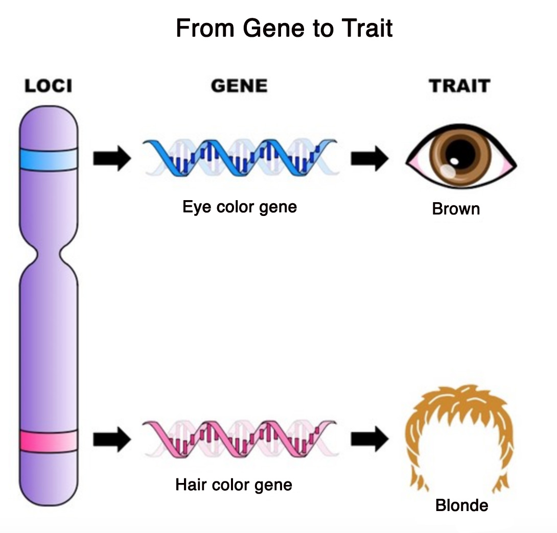 Что такое ген и фен ввел в науку