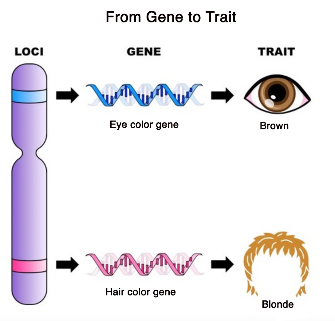 4-worksheet-dominant-recessive-genes-life-science-a-dominant-trait-is