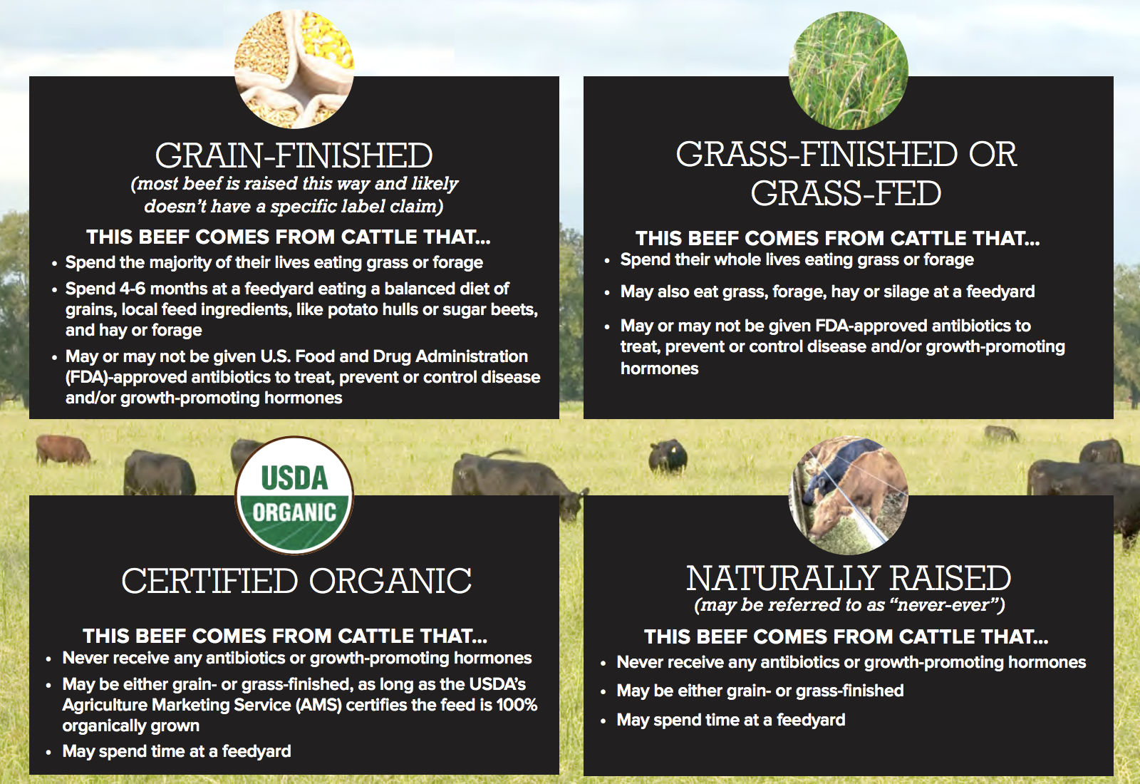 Grass-Fed and Grain-Fed: Exploring the Differences