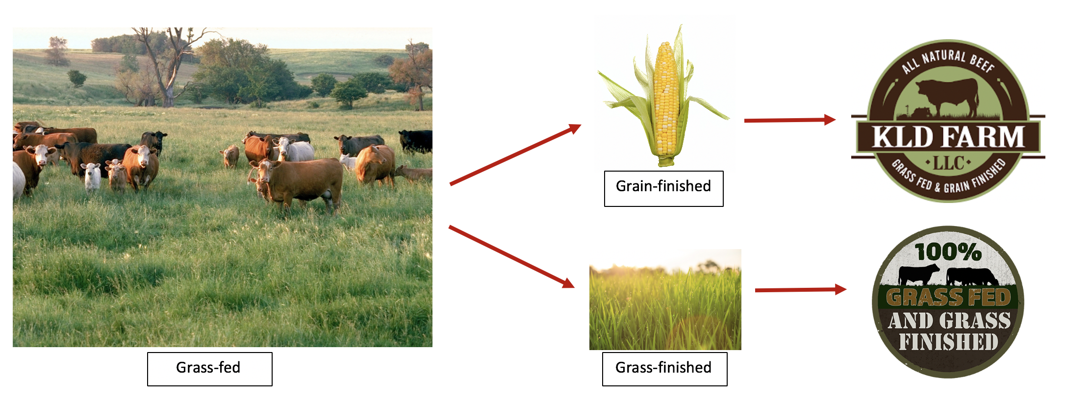 Grass-Fed vs. Grain-Fed Beef: What's the Difference? - Karl Family