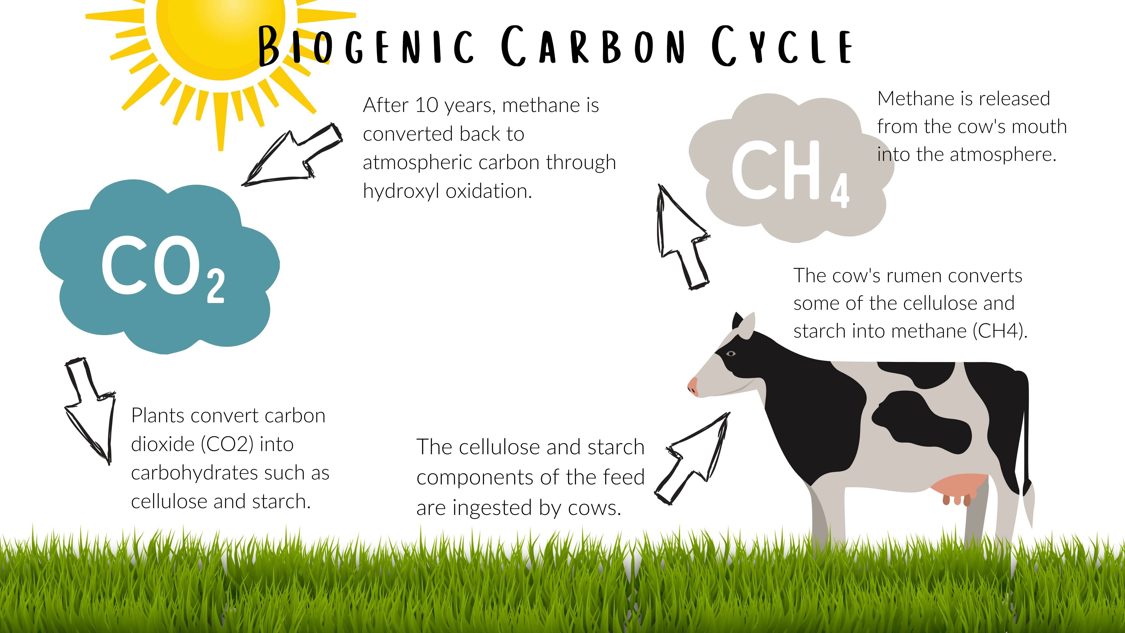 carbon-cycle-definition-steps-examples-significance-human-impacts