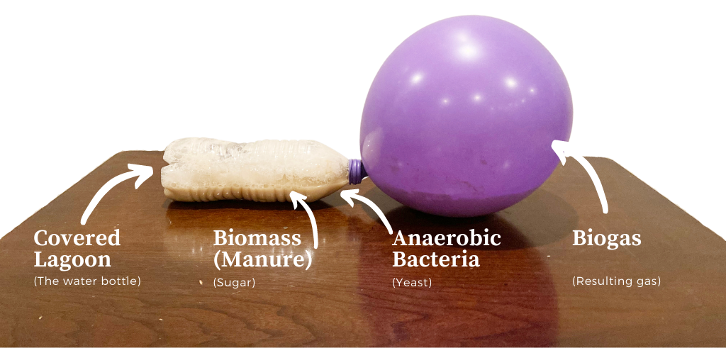 Balloon connected to water bottle with yeast and water.