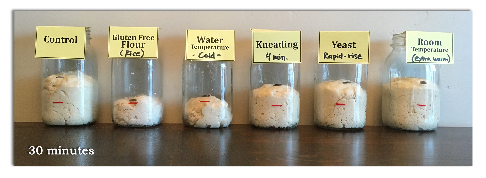 bread and yeast experiment