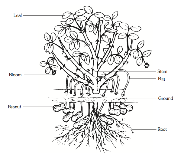 History of the Peanut