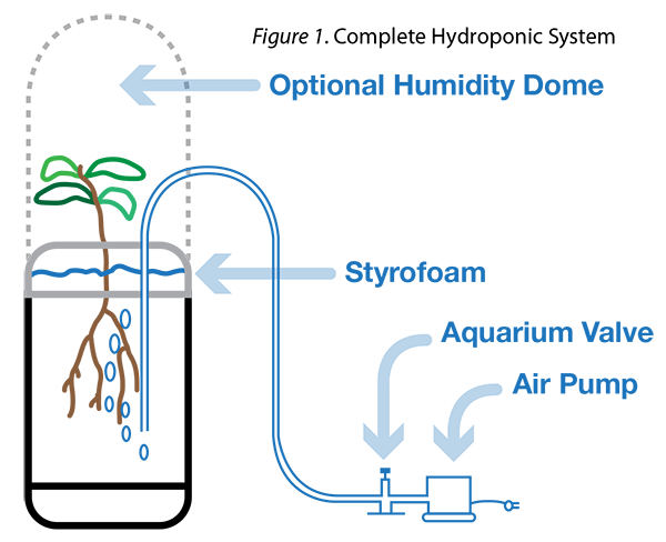 Test Tube Hydroponics  National Agriculture in the Classroom