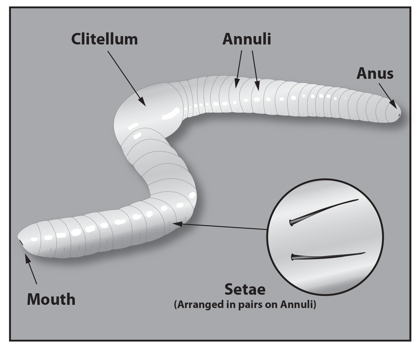 Unearthing the earthworm's story - Alabama Living Magazine